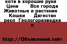 кота в хорошие руки › Цена ­ 0 - Все города Животные и растения » Кошки   . Дагестан респ.,Геологоразведка п.